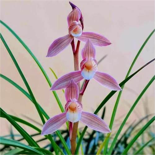 带花苞花卉大全【云红荷】细叶兰花苗云南名品好养开花浓香型绿植