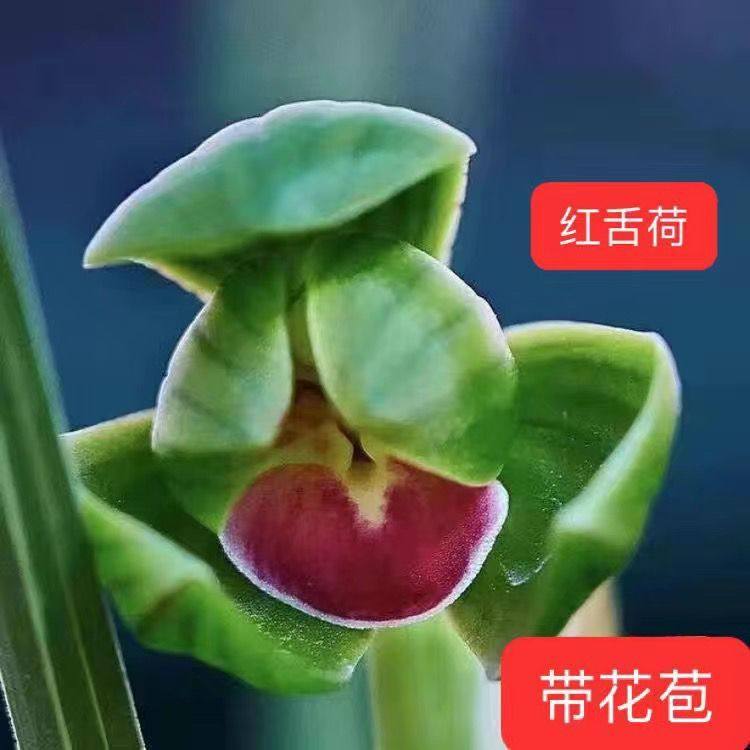 带花苞老品种精品花荷瓣矮种【红舌荷】兰花苗室内外阳台绿植花卉,鲜花速递/花卉仿真/绿植园艺,国兰/杂交兰/洋兰类,淘宝优惠券,粉丝福利购,淘宝优惠卷