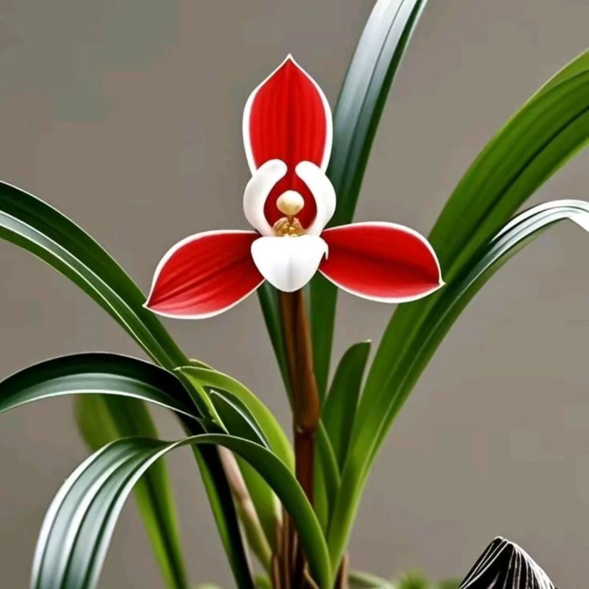 新品浓香兰花名品老种春兰【彼岸红莲】盆栽花卉大全开花浓香型
