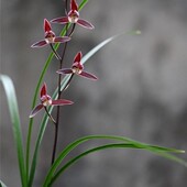 带花苞寒兰细叶寒兰 宝山红 办公阳台客厅花盆栽兰花苗产地直销