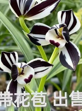 带花苞云南自然引种兰花苗荷瓣新品【星光】开花浓香绿植花卉大全