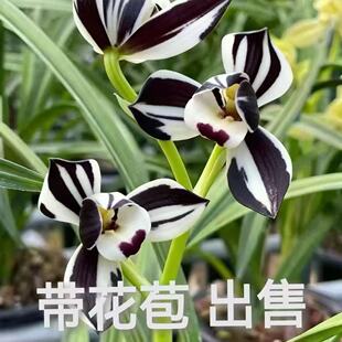带花苞云南自然引种兰花苗荷瓣新品【星光】开花浓香绿植花卉大全