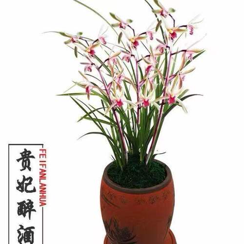 带花苞惠兰盆栽水仙瓣兰花苗【贵妃醉酒】室内外花卉绿植
