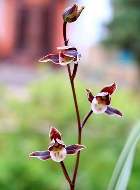 带花苞浓香型细叶兰花【端妍】室内花卉大全成品好养铭品阳台盆栽