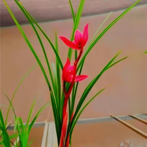 带花苞兰花苗细叶春寒盆栽【红颜】室内外花卉绿植