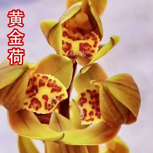 带花苞惠兰盆栽荷瓣色花【黄金荷】兰花苗办公阳台庭院绿植花卉