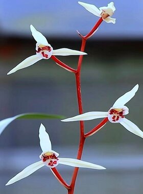 浓香型花苞新品室内办公阳台耐寒
