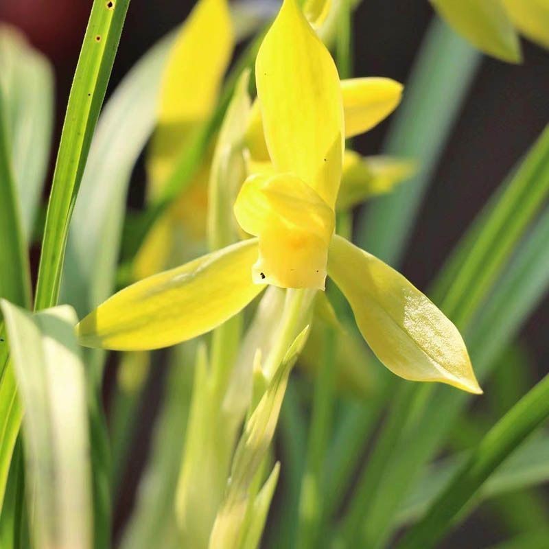 带花苞铭品细叶春兰【金碧辉煌】浓香兰花苗绿植室内花卉大全