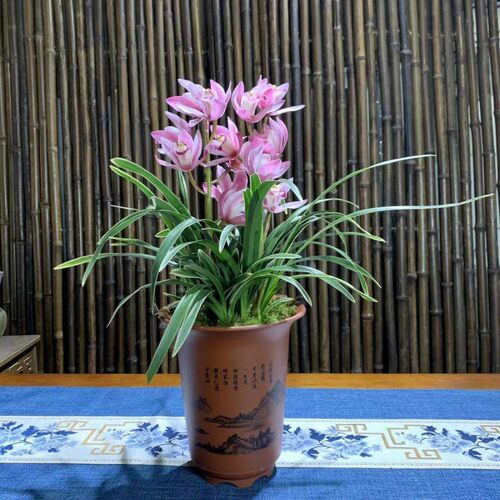 建兰盆栽金边矮种兰花苗【水墨胭脂】室内外花卉阳台庭院绿植物