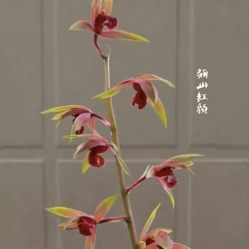 带花苞惠兰盆栽新品色花兰花苗【骊山红艳】阳台室内外花卉