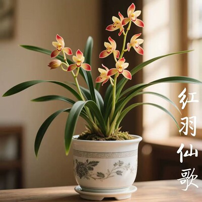 建兰盆栽花艺双全金边矮种兰花苗【红羽仙歌】室内外花卉