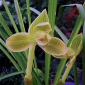 皇梅 带花苞名贵兰花浓香兰花苗新品 荷瓣 春兰当年开花绿植花卉