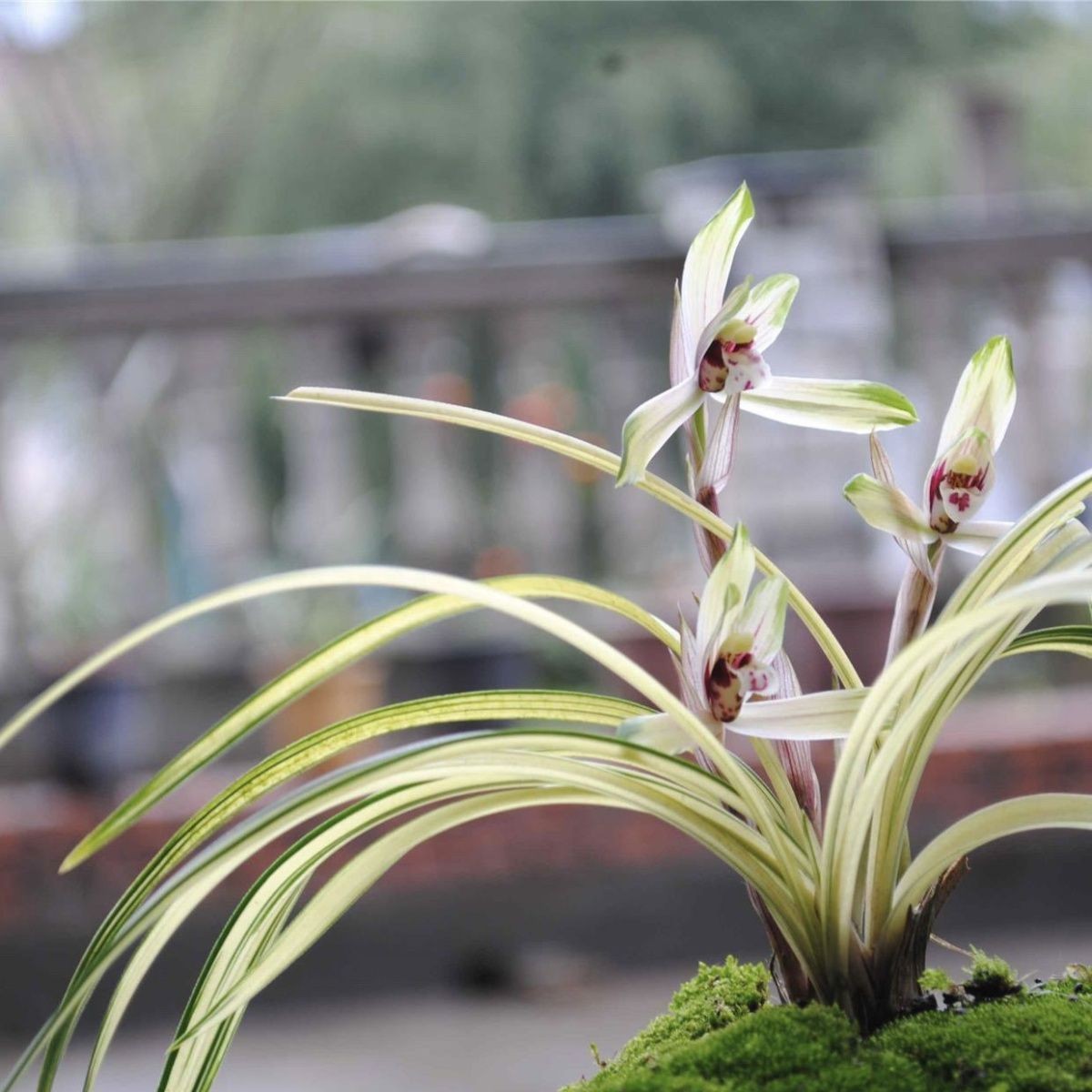 兰花苗春兰中透【芙蓉霓裳彩虹】花艺双全绿植花卉室内外盆栽