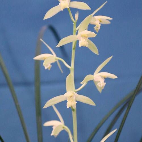 带花苞惠兰盆栽雪白兰花苗【白素东春】盆景室内外绿植花卉