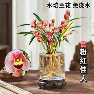 水培兰花有香味的金边建兰【粉红佳人】阳台好养花卉大全盆栽绿植