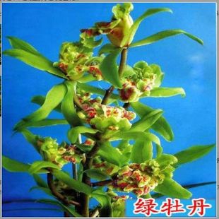 新品多品种蕙兰【绿牡丹】兰花好养精品室内外精品苗绿植花卉大全