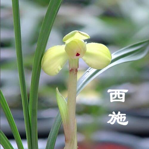 带花苞兰花苗春兰矮种【西施】新品培育品盆栽阳台室内外花卉