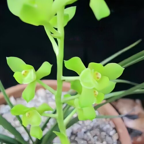 惠兰盆栽新品荷瓣素花素舌【素荷】兰花苗室内外绿植物花卉