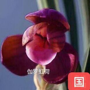 带花苞矮种兰花大全精品春兰花苗【伽罗虹荷】浓香室内外绿植盆栽