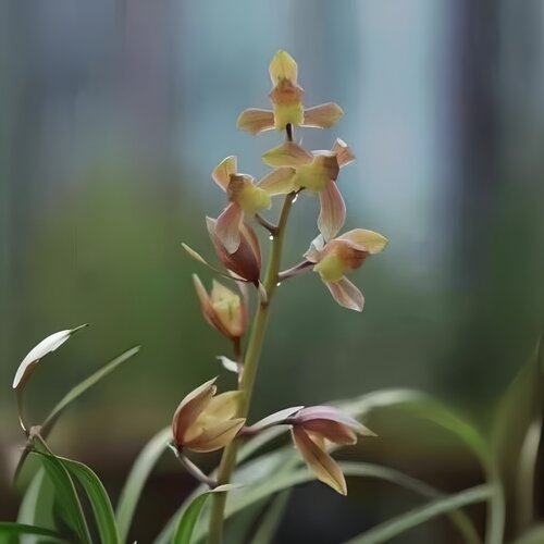 带花苞惠兰盆栽兰花苗新品荷瓣【映霞素】室内外常青花卉