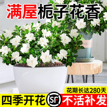 栀子花盆栽花卉植物室内水培绿植四季好养茉莉花九里香茶花蝴蝶兰