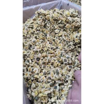 厂家浙江桐乡杭白菊花茶杭菊杭州贡菊胎菊金丝皇菊泡水