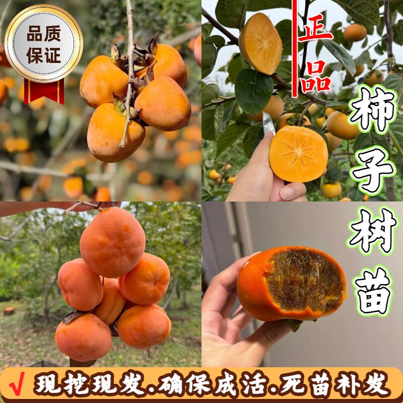 耐寒无核脆甜柿子树苗当年结果苗图片
