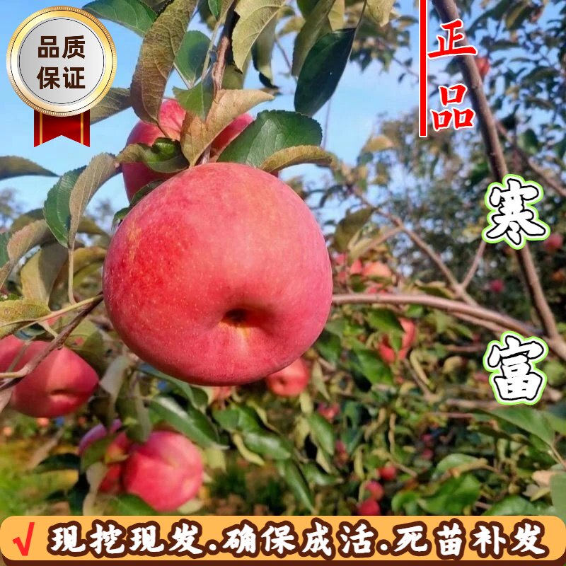 东北抗冻寒富苹果树苗矮化盆栽图片