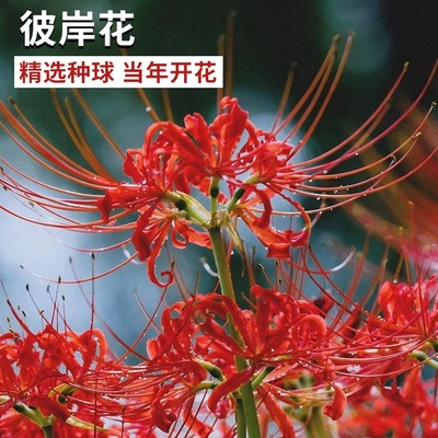 四季栽种彼岸花石蒜种球开花