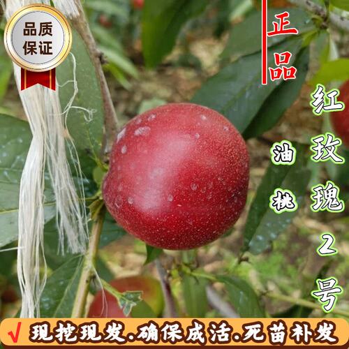 红玫瑰2号嫁接油桃苗当年结果苗