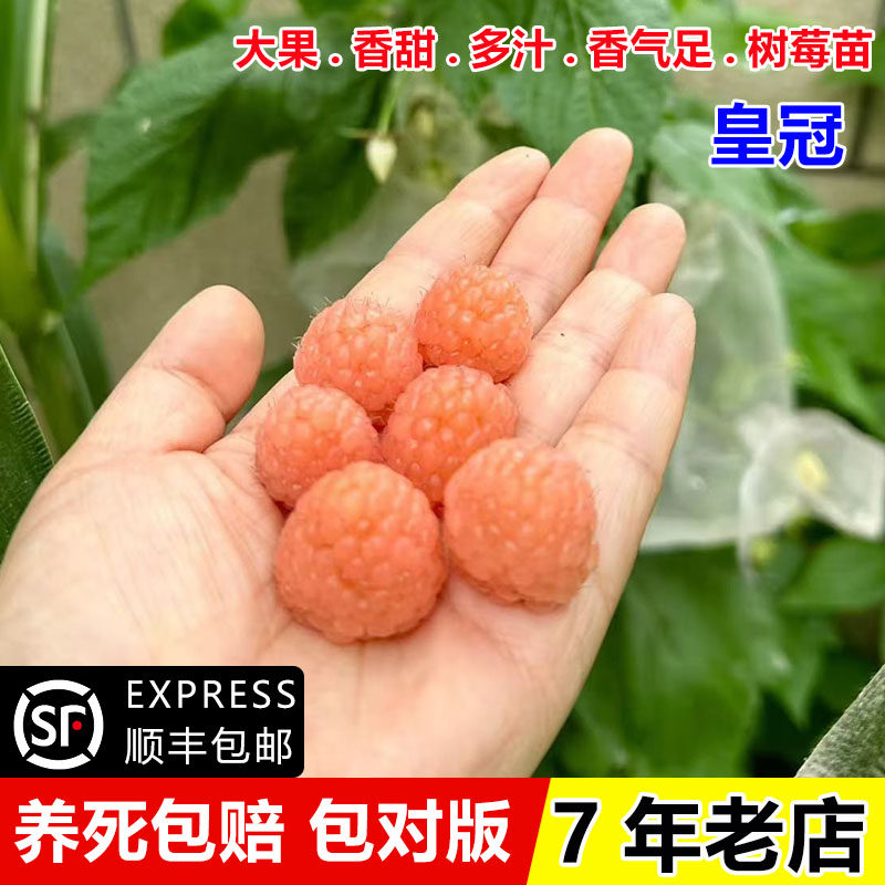 无刺皇冠黄树莓苗大果覆盆子树苗耐寒盆栽地栽果树南北方四季种植