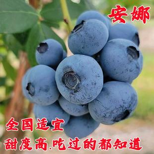 南高蓝莓树果苗盆栽带土安娜蓝莓苗地栽南北方四季种植当年结果苗