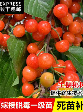 樱桃树苗大樱桃苗中华土樱桃苗红妃果苗盆栽庭院四季种植当年结果