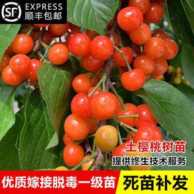 樱桃树苗大樱桃苗中华土樱桃苗红妃果苗盆栽庭院四季种植当年结果