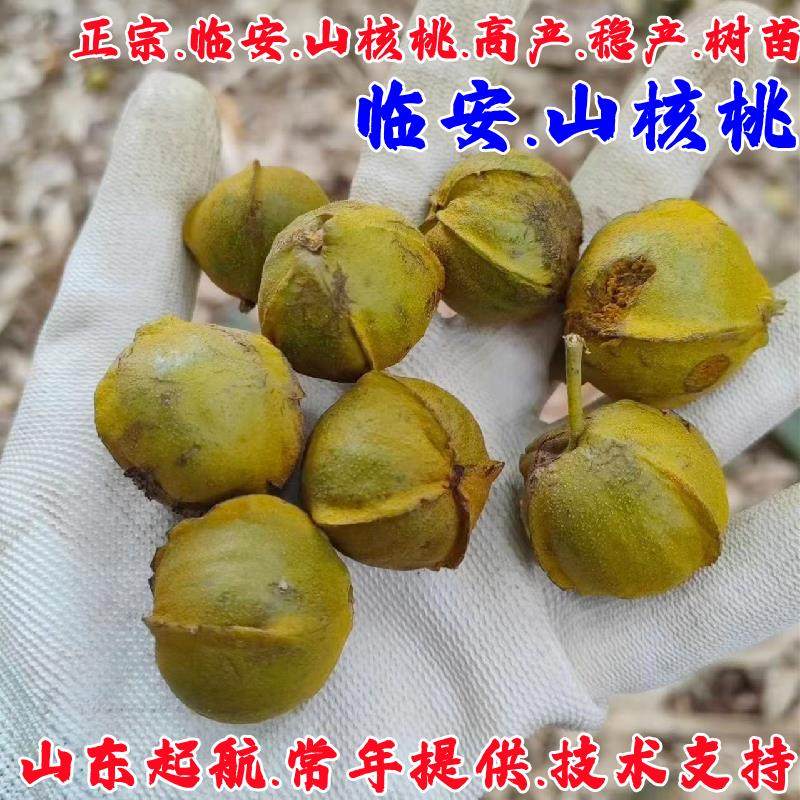 山核桃树苗嫁接薄皮坚果纸皮核桃树南北方耐寒四季种植当年结果苗