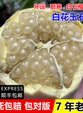 石榴树苗怀远白花玉籽抗寒