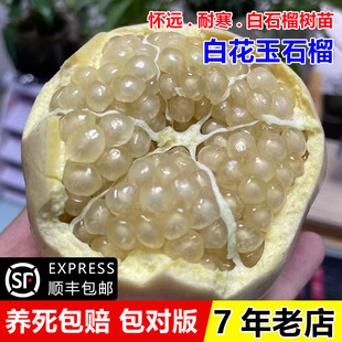 石榴树树苗怀远白花玉石籽石榴树抗寒软籽白玉籽三白甜石榴苗果树