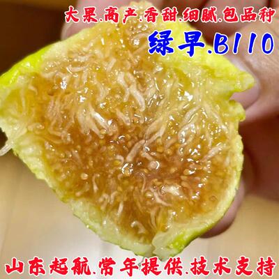 耐寒早熟无花果树苗矮化四季种植