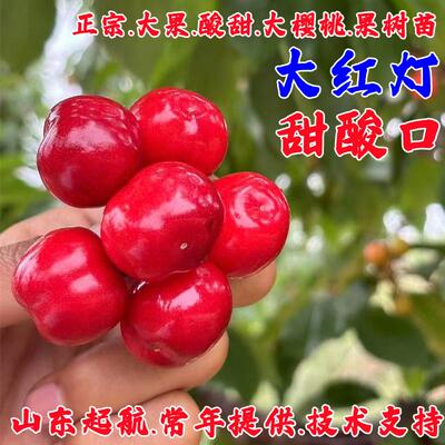 早熟红灯樱桃树苗大樱桃苗果树苗