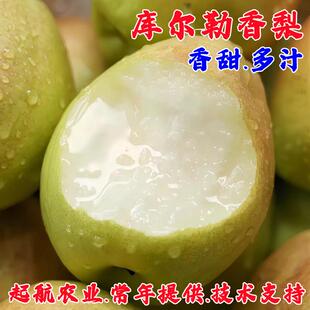 嫁接新疆库尔勒香梨苗小香梨树苗酥梨盆栽庭院地栽南北方四季种植