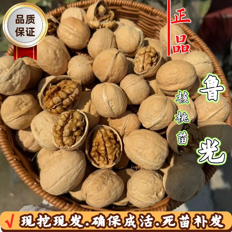 鲁光薄皮核桃树苗当年结果耐寒苗图片