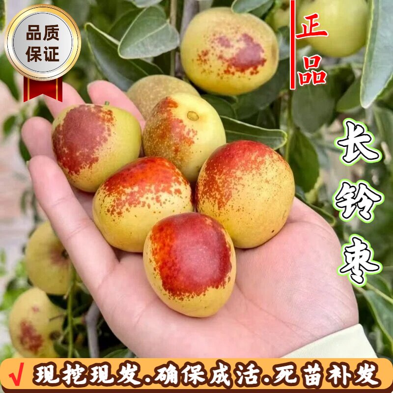 长铃枣枣树活苗耐寒脆甜嫁接枣子南北方庭院盆地栽种植当年结果苗