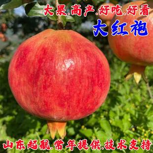 大红袍石榴树苗庭院盆栽地栽耐寒石榴树南方北方四季种植结果树苗