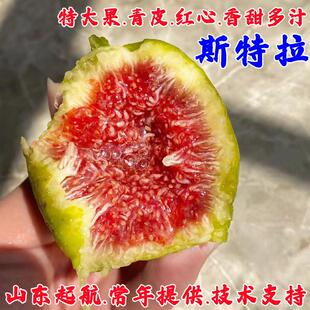 无花果树苗阳台盆栽特大糖心耐寒高产斯特拉无花果苗南方北方种植