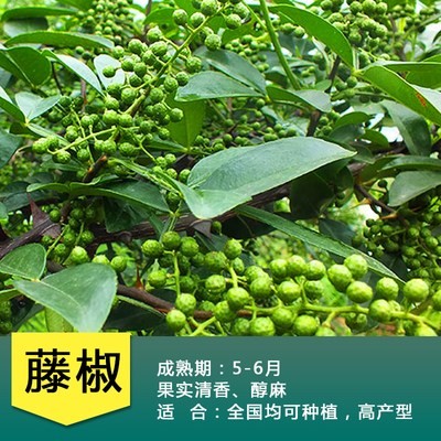 南北方耐寒大红袍花椒树苗图片