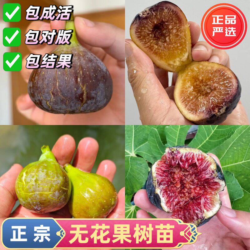 无花果树苗布兰瑞克大果波姬无花果苗格莱斯盆地栽南北方种植耐寒