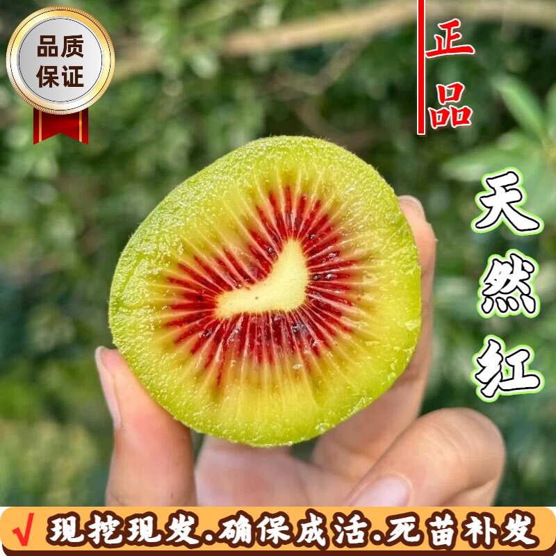 天然红心猕猴桃树果苗四季易种图片