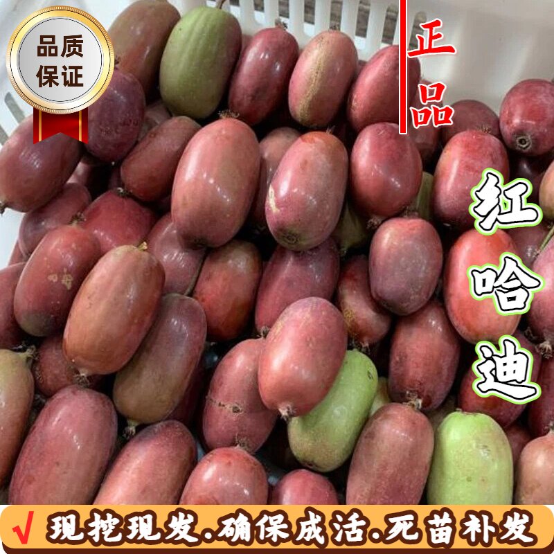 红哈迪软枣猕猴桃苗耐寒南北通栽图片
