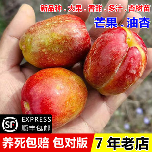 杏树果苗嫁接芒果油杏树苗嫁接杏子苗盆栽庭院地栽南北方种植结果