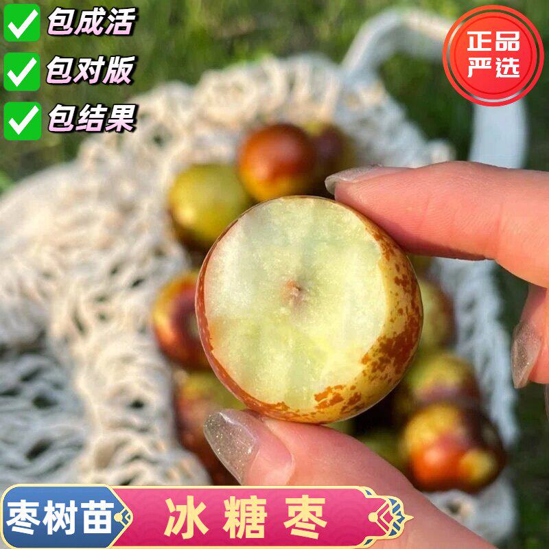 冰糖枣树苗嫁接冬枣树脆甜大枣子活苗盆栽蜜枣苗北方南方庭院种植